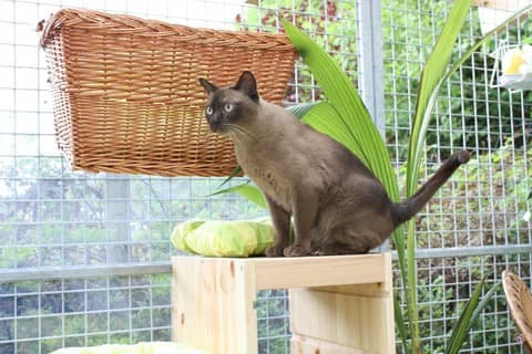 Katze Cosimo sitzt aufmerksam im überdachten Gruppenauslauf