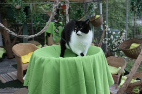 Katze Kikki erkundet das große, bepflanzte Außengehege