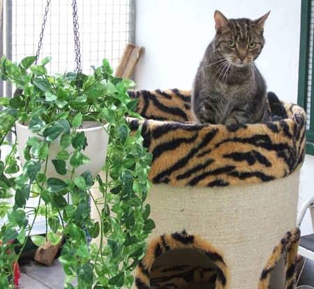 Kater Larry sitzt entspannt im großen Außenauslauf der Villa Maunz
